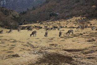 山间草原上的动物群