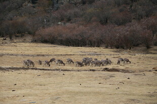 草原上的马群奔腾