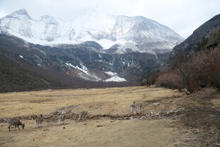 雪山下的开阔山野风光