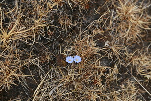 枯草间的两朵蓝色小花