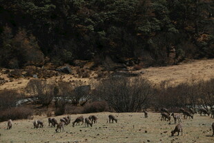 草原上的动物群