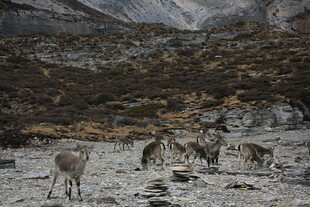 雪地中的野生羚羊群