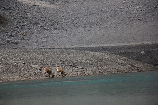 湖畔漫步的动物
