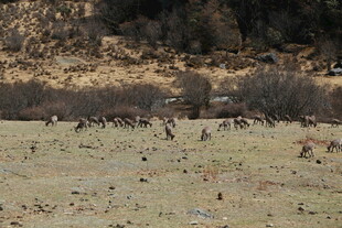 草原上的动物群