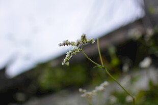 清新野外小花特写