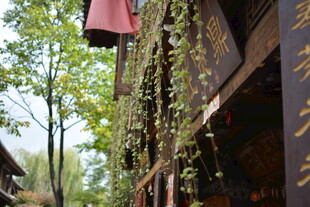 古街绿植垂挂的中式建筑