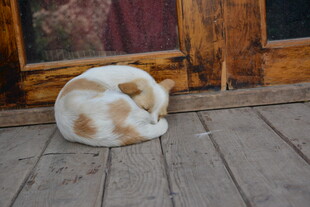 蜷睡在木阶的可爱猫咪