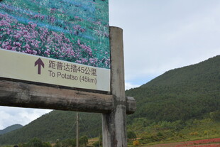 高山杜鹃观赏指示牌