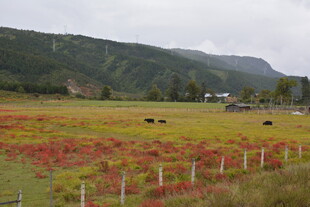 花海草原间的悠闲牧场景象 稻城