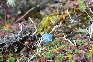 草丛中的蓝色小花