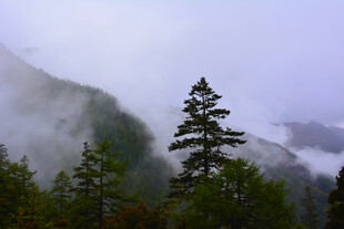 云雾缭绕中的山林景致 稻城