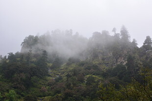 云雾缭绕的山林美景 稻城