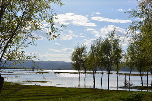 湖畔绿树成荫的美丽风光