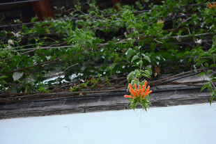 墙边绽放的鲜艳凌霄花 稻城