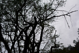 枯树枝干的萧瑟景象 稻城