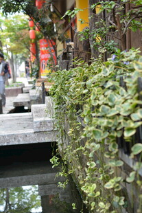 古巷溪流旁的绿植景致 稻城