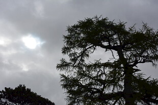 孤树挺立在阴云之下