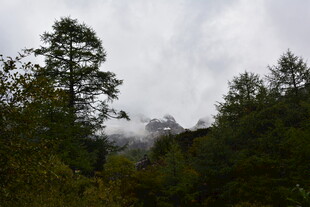 云雾缭绕的山林景色 稻城