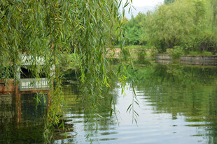 湖畔垂柳 静谧自然景致