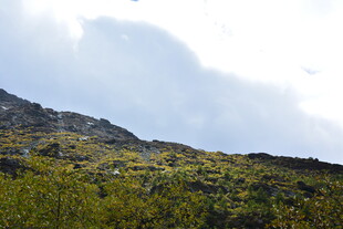 山间绿意盎然的自然景致 稻城