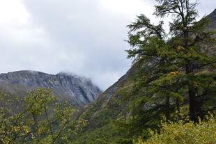 山间秀色 林木与远山相依