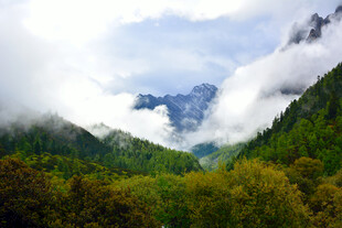 云雾缭绕的山林美景 稻城