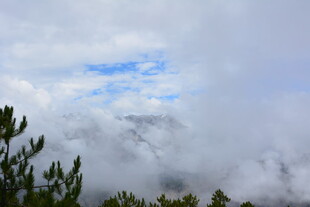 山间云海与树梢景致 稻城
