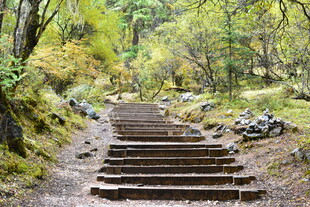 林间石阶小径 稻城