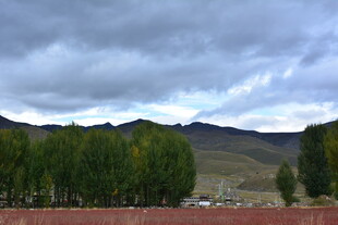 高原云下葱郁树木景观 稻城