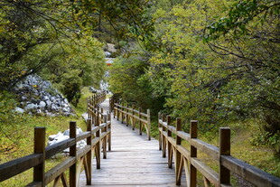 林间木栈道 静谧自然景 稻城