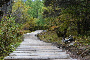 林间木栈道 漫步自然间 稻城