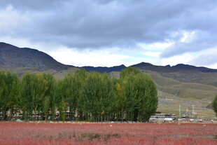 草原边的绿树与远山风景 稻城