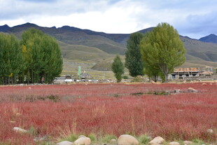 红草滩美景 远山绿树相伴 稻城