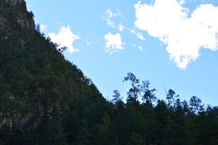 青山蓝天间的葱郁林木 稻城