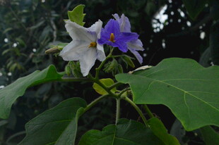 大花茄   