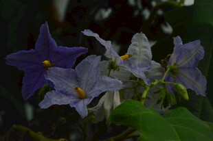 大花茄   