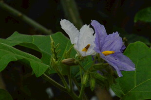 大花茄  
