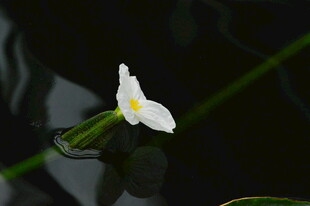 海菜花 