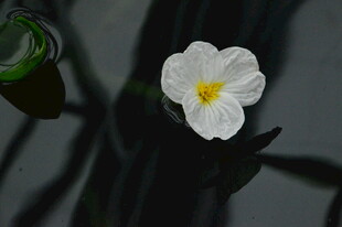 海菜花 