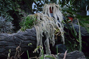 热带植物  