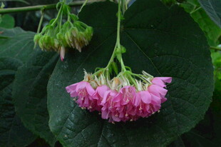 非洲芙蓉  