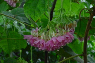 非洲芙蓉  
