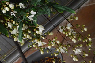 光叶大青 