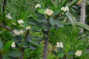 白花虎刺梅  