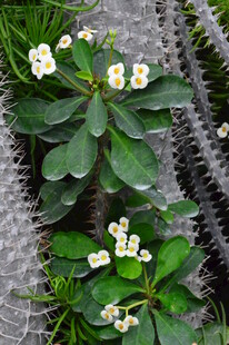 白花虎刺梅  