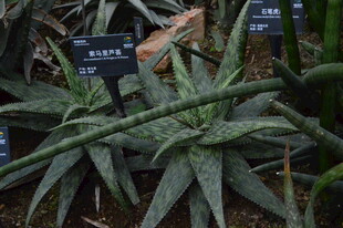 芦荟  