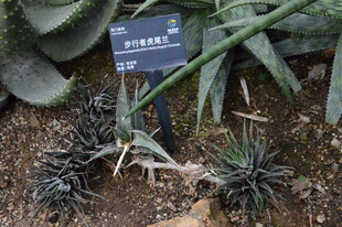 芦荟  