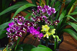 蝴蝶兰  