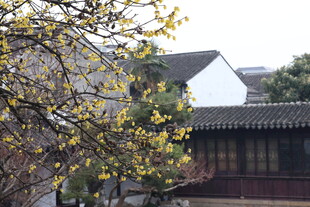 中式建筑旁绽放的腊梅