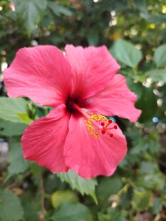木槿花
